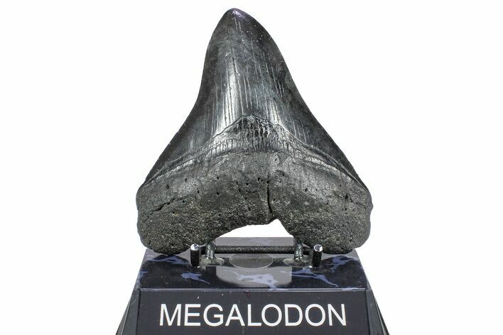 Serrated, Fossil Megalodon Tooth - South Carolina #362238